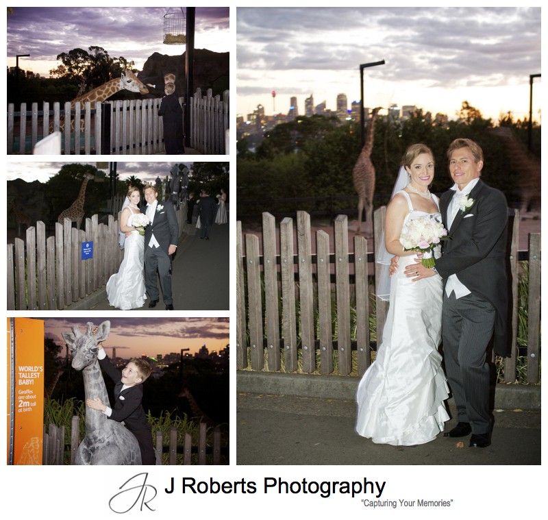 Photographs with the giraffes at Sunset at Taronga Zoo Sydney - wedding photography sydney