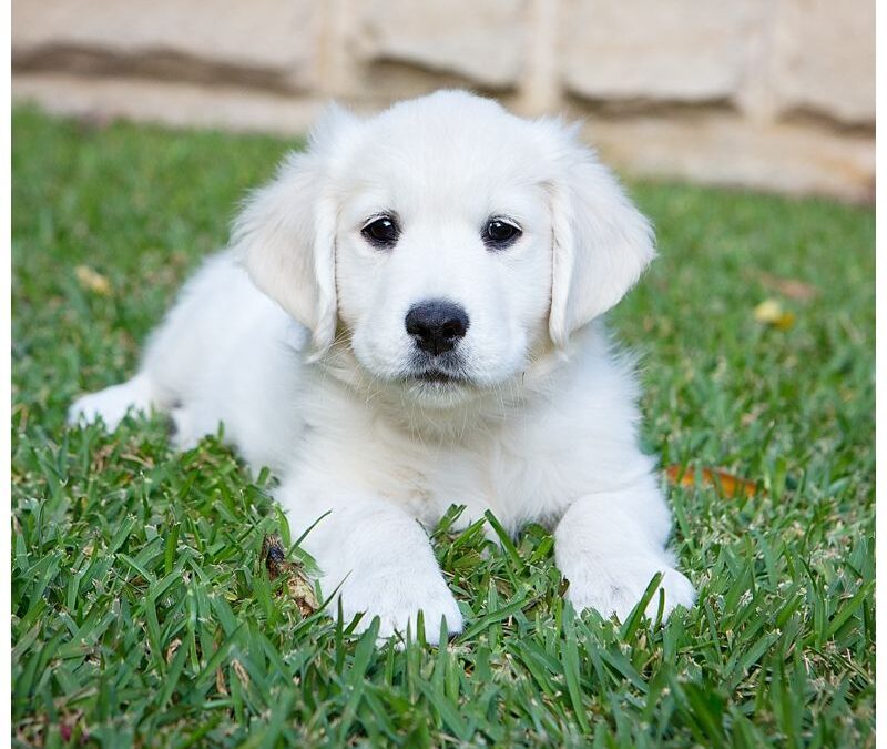 Professional Puppy Dog Portrait Photography Sydney – Golden Retriever Puppy Playing with her family – Family Home Mosman